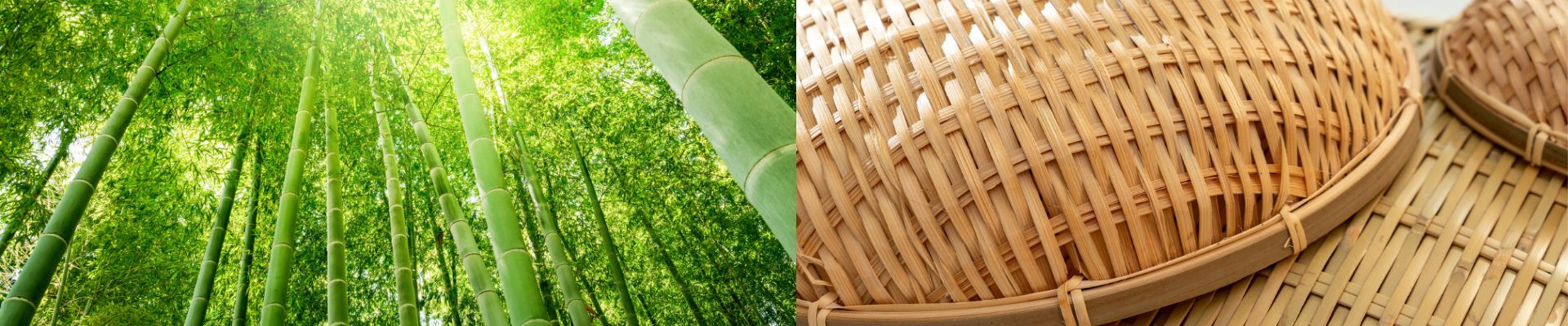 Bamboo